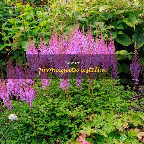 propagate astilbe